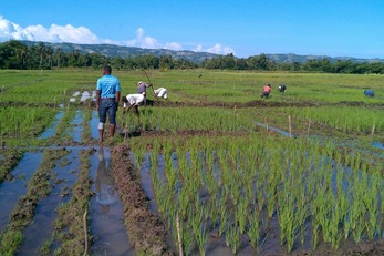 Smallholder Alliance for Rice Development in Torbeck (SMARD)